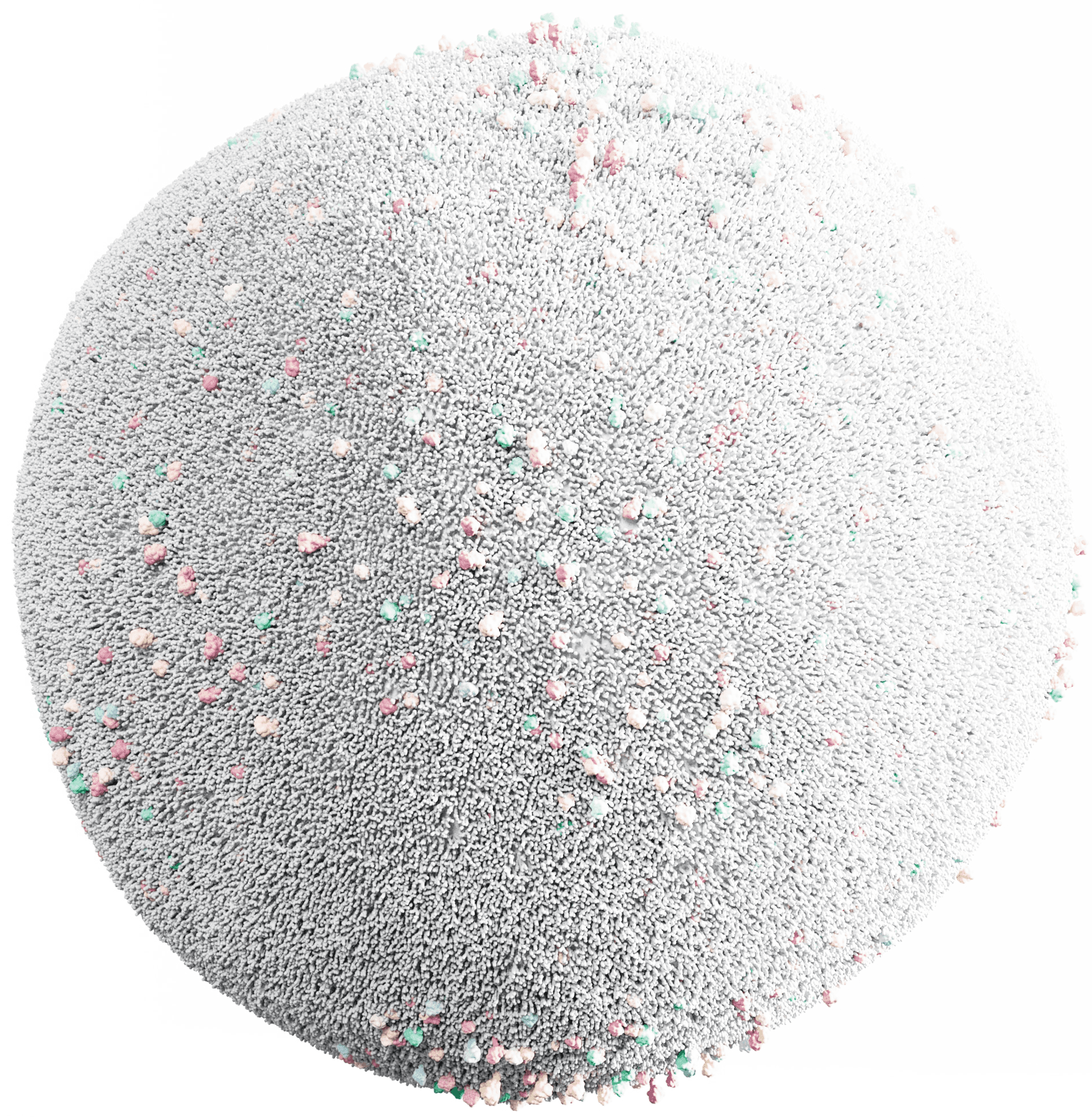 Image of a Cell